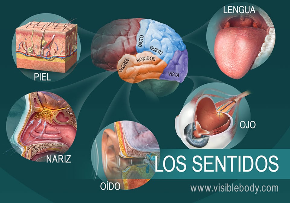 Cuáles son los órganos y sentidos del sistema nervioso humano