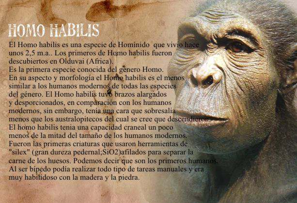 Cuáles son los orígenes y la definición del Homo habilis