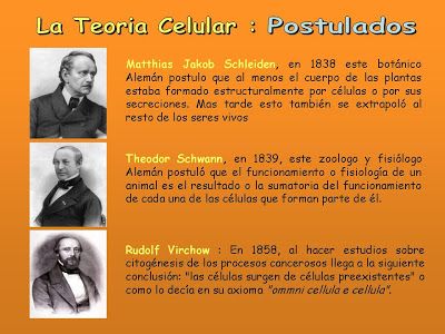 Cuáles son los postulados y la historia de la teoría celular