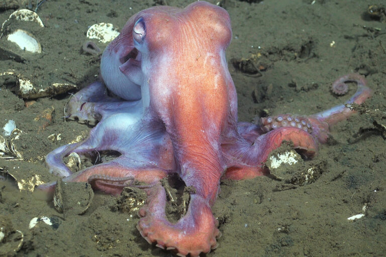 Cuáles son los secretos interesantes de los animales que nadan