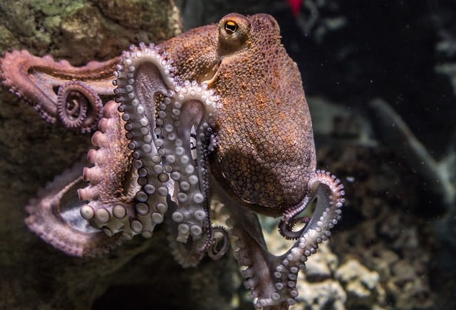 Cuáles son los significados y características del pulpo