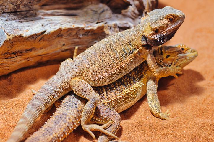 Cuáles son los tipos, características y reproducción de reptiles