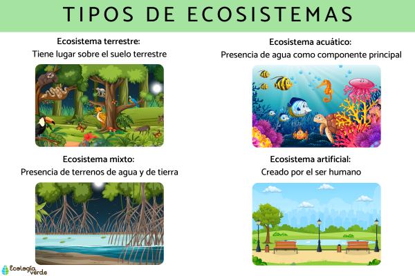 Cuáles son los tipos, componentes e importancia de los ecosistemas