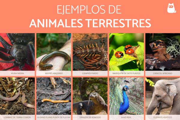 Cuáles son los tipos de animales terrestres y sus características