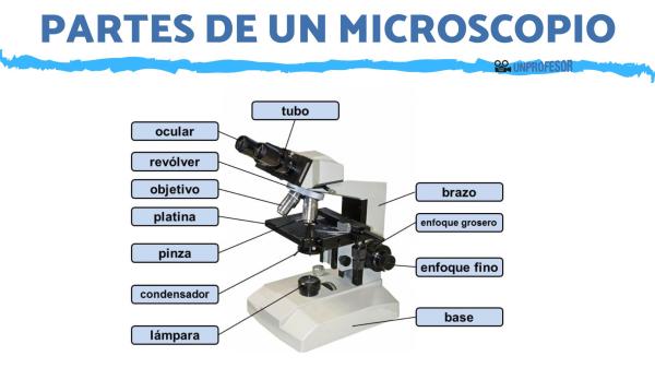 Cuáles son los tipos de microscopios, sus partes y origen