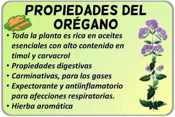 Cuáles son los tipos de orégano y sus beneficios y usos