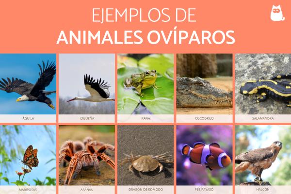 Cuáles son los tipos de ovíparos y ejemplos sorprendentes