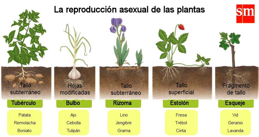 Cuáles son los tipos de propagación de plantas: sexual o asexual