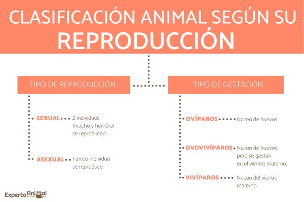 Cuáles son los tipos de reproducción en animales y cómo ocurren