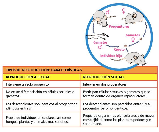 Cuáles son los tipos de reproducción y ejemplos para cada uno