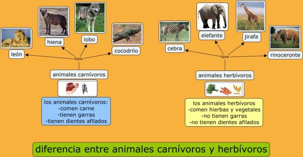 Cuáles son los tipos y características esenciales de los carnívoros