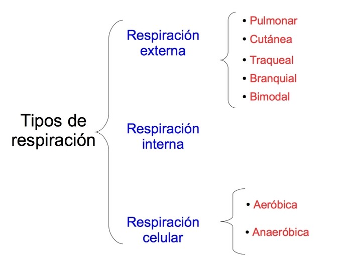 Cuáles son los tipos y clases de respiración cutánea existentes