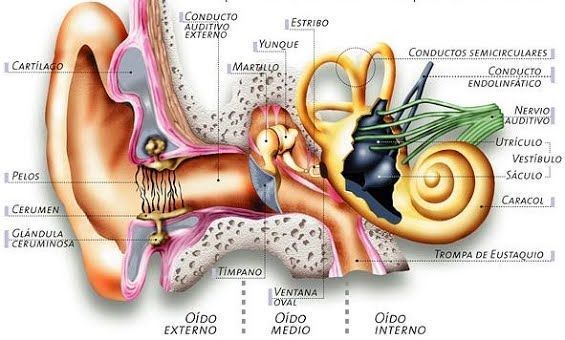 Cuáles son los tipos y conceptos esenciales sobre los oídos