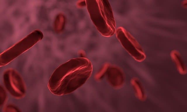Cuáles son los tipos y definiciones del nivel celular en biología
