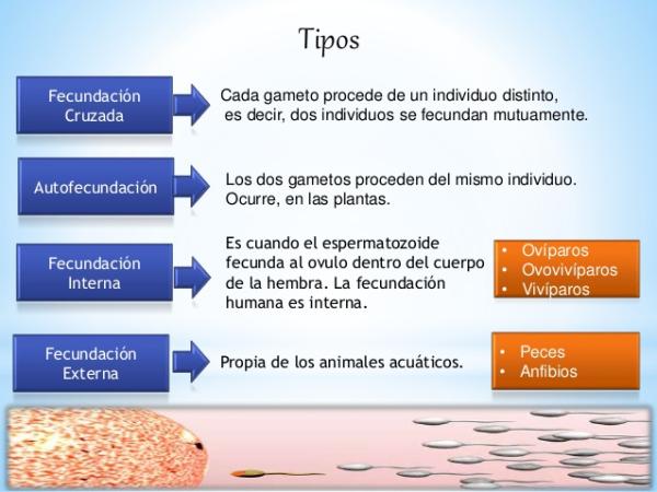 Cuáles son los tipos y etapas de la fecundación que conoces