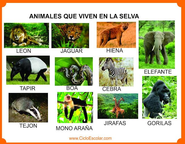 Cuáles son tres interesantes animales que habitan en la selva