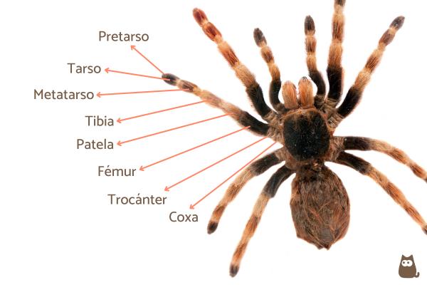 Cuántas patas tienen las arañas y qué datos interesantes hay
