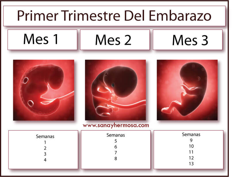 Cuánto dura un trimestre y por qué es importante saberlo