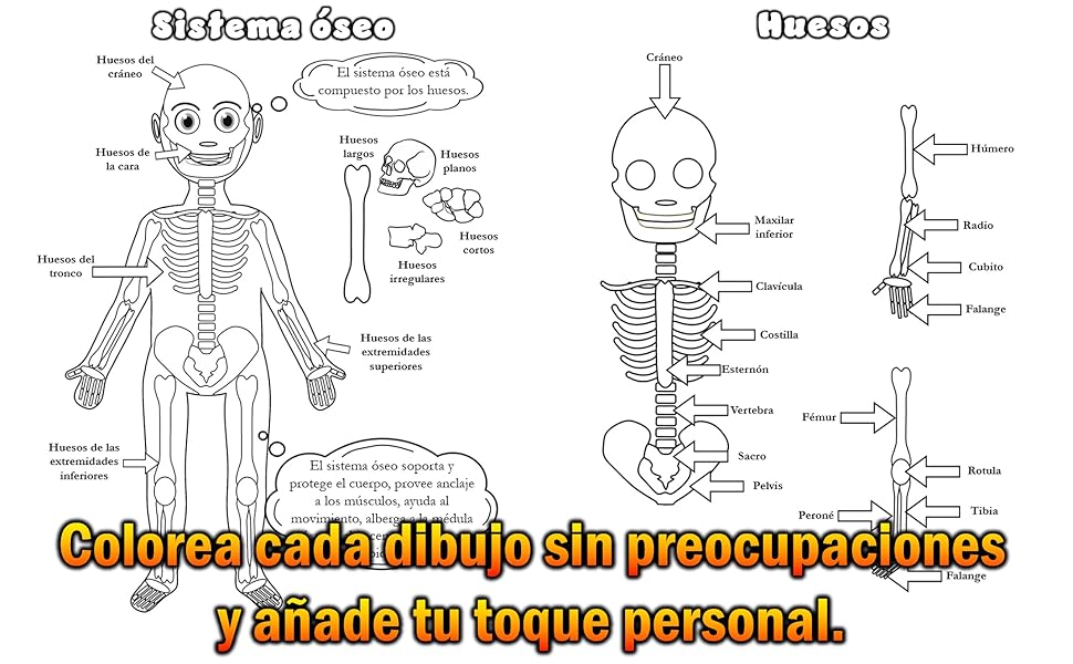 Cuerpo HUMANO: Partes, SISTEMAS y DIBUJOS Increíbles