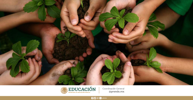 CUIDA TUS PLANTAS: ACCIONES ESENCIALES Y SENCILLAS