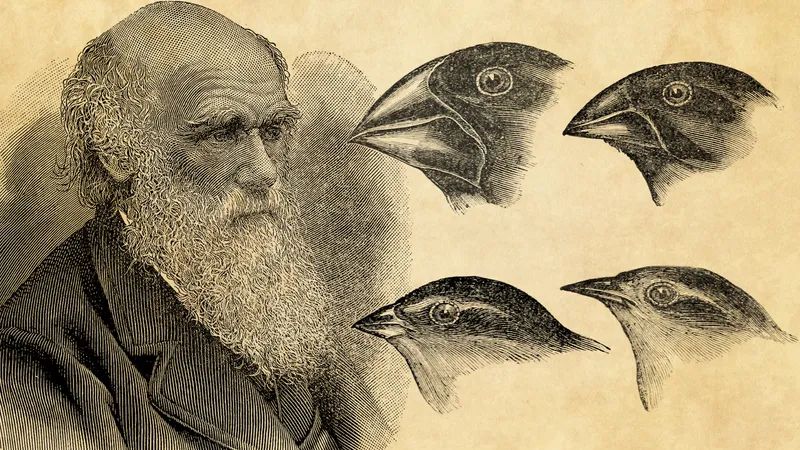 DARWINISMO: Definición y CONCEPTO Esencial que Debes Conocer
