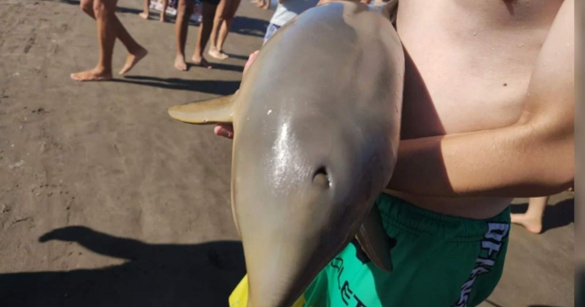 Delfines: HÁBITAT, TIPOS y CARACTERÍSTICAS sorpresivas