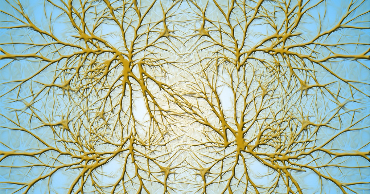 DENDRITAS: Qué SON y su IMPORTANCIA en NEUROCIENCIA