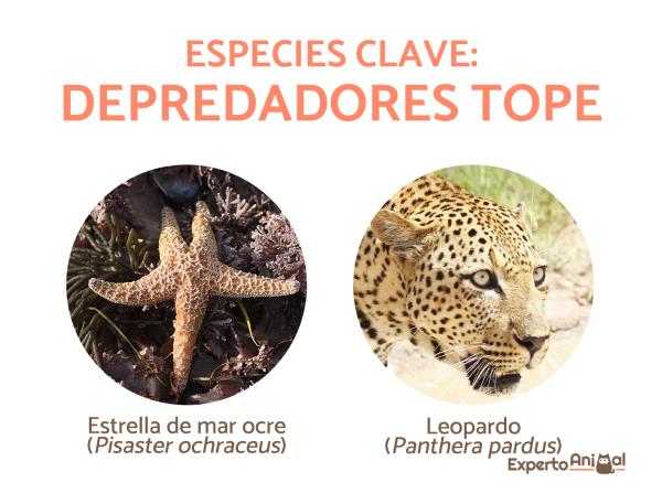 DEPREDACIÓN en BIOLOGÍA: Concepto y Ejemplos Clave