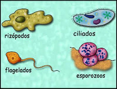 DIBUJO del REINO PROTISTA: Ejemplos y Características