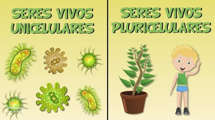 DIBUJOS de ORGANISMOS PLURICELULARES y UNICELULARES