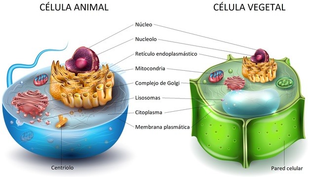 DIFERENCIAS entre CÉLULAS ANIMALES y VEGETALES ¡Descúbrelas!