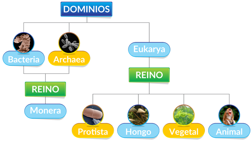 DOMINIO DE LOS SERES VIVOS: CARACTERÍSTICAS y REINOS