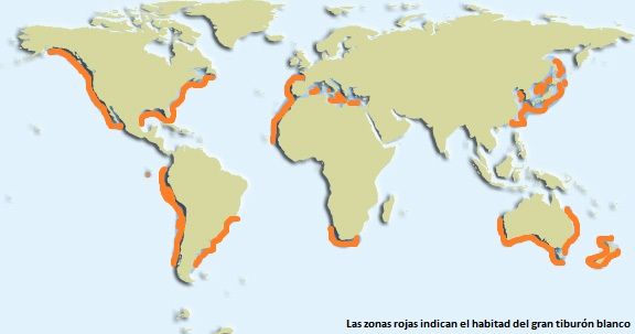 Dónde y en qué hábitats se encuentran los tiburones en el mundo