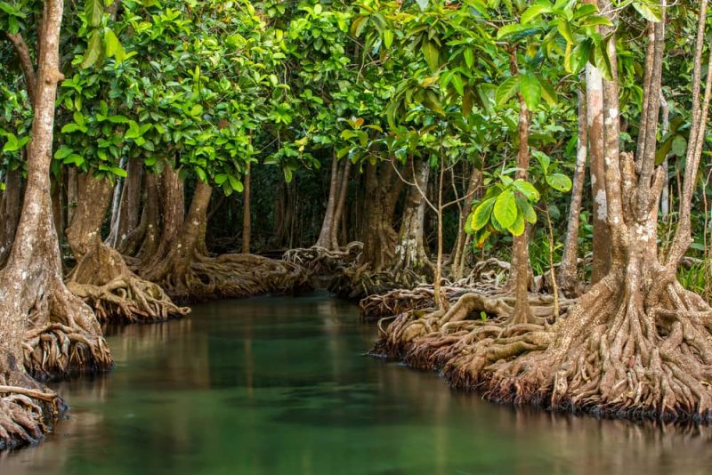 Ecosistemas: 15 EJEMPLOS de NATURALES y ARTIFICIALES