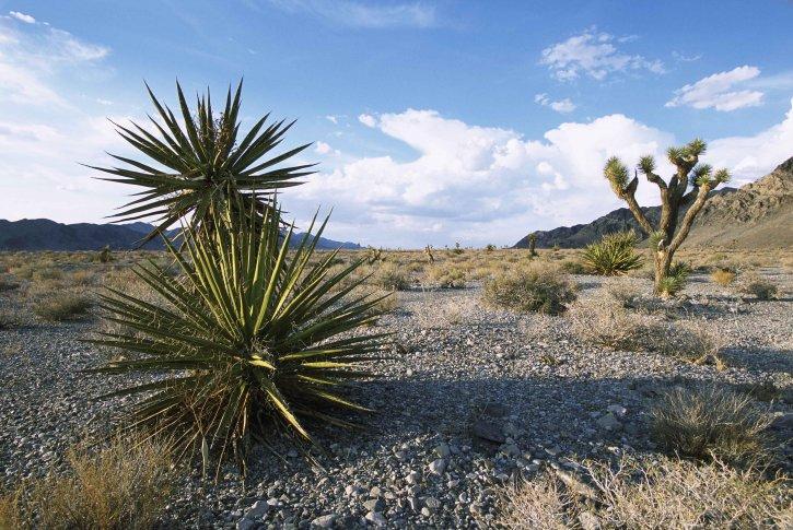 ECOSISTEMAS TERRESTRES: Descubre su Importancia en México