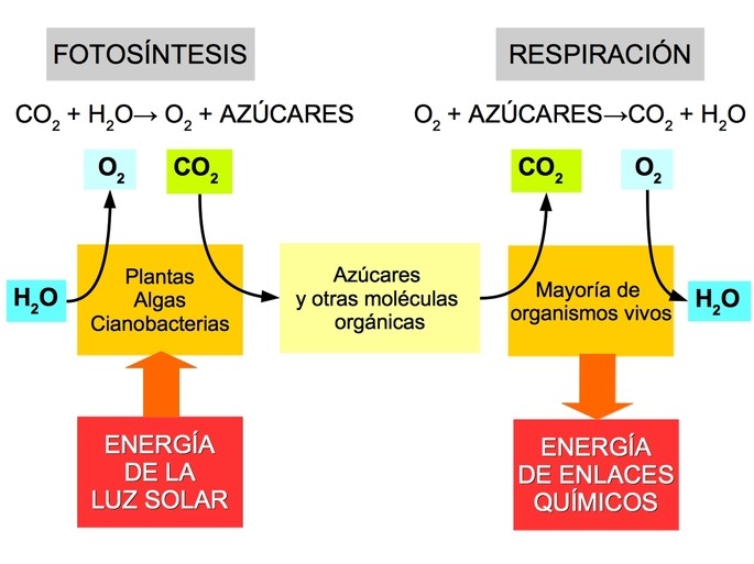 Ecuaciones QUÍMICAS de la FOTOSÍNTESIS: ¡Descúbrelas!