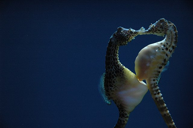 EJEMPLOS del REINO ANIMAL que Sorprenden ¡Conócelos!