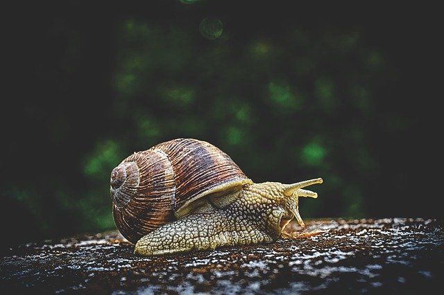 EL CARACOL: DESCUBRE su MUNDO y SECRETOS Inesperados