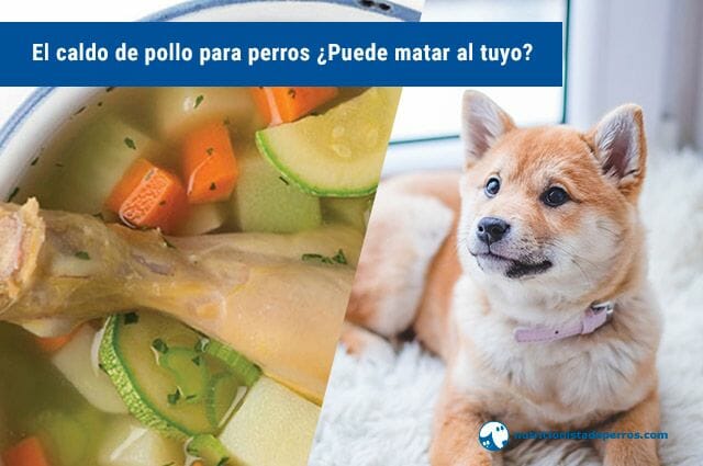 EL PERRO Y EL PEDAZO DE CARNE: UNA LECCIÓN VALIOSA
