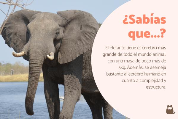 ELEFANTE: Significado y CURIOSIDADES que NO SABÍAS