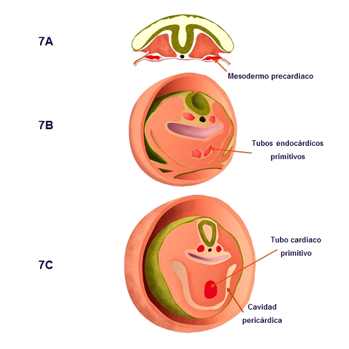 EMBRIOGÉNESIS: DEFINICIÓN y CONCEPTO CLAVE que Debes Conocer