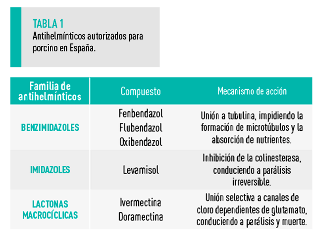 ENDOPARÁSITOS: Descubre TIPOS y su DEFINICIÓN CLAVE