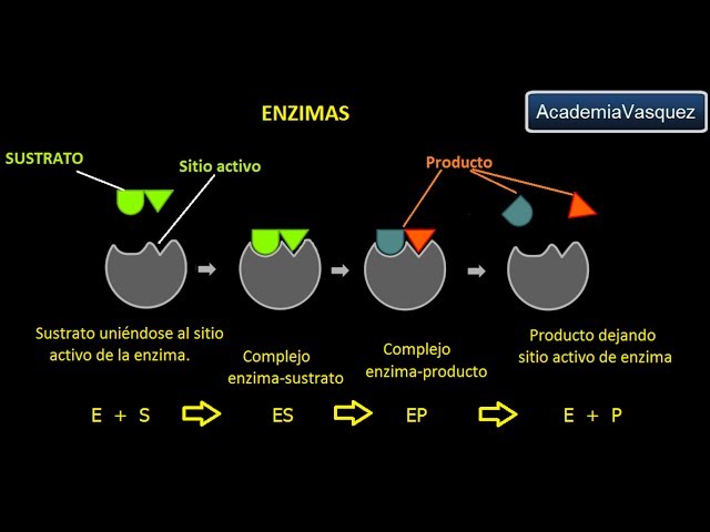 ENZIMAS: CONCEPTOS, ESTRUCTURA Y CLASIFICACIÓN CLAVE