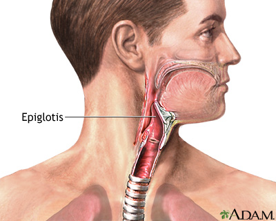 EPIGLOTIS: DEFINICIÓN y su IMPORTANCIA en la SALUD