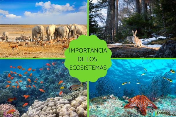 Equilibrio de los ECOSISTEMAS: Claves para VIVIR MEJOR