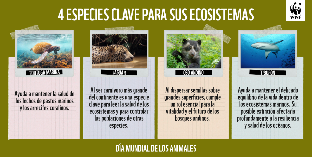 EQUILIBRIO ECOSISTÉMICO: CLAVES PARA SU CONSERVACIÓN