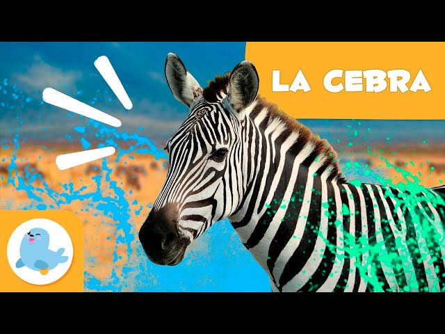 Es ZEBRA o CEBA: Cuál es la forma correcta de escribirlo