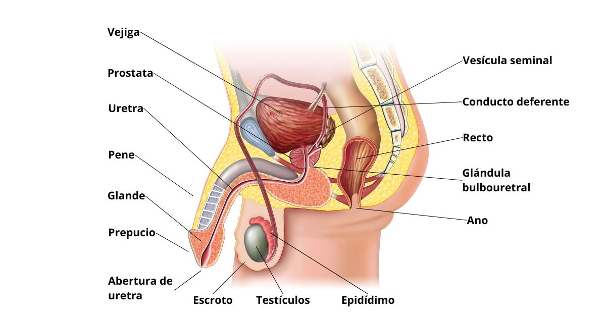 ESCROTO: Importancia y PARTES del APARATO REPRODUCTOR