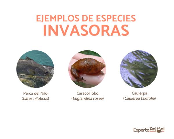ESPECIES INVASORAS: ORIGEN, EJEMPLOS y consecuencias