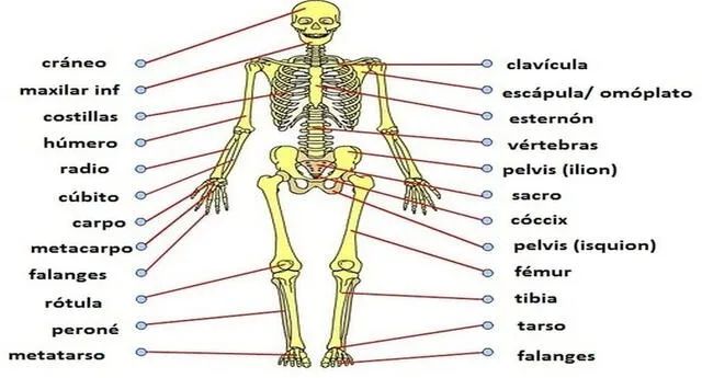 ESQUELETO: Descubre su Importancia y FUNCIONES Clave